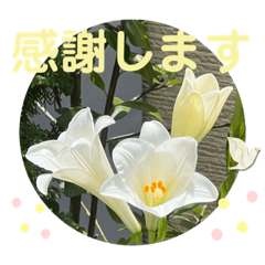 [LINEスタンプ] 彩りお花スタンプ