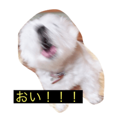 [LINEスタンプ] うちの子、マルチーズ 実写