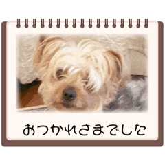 [LINEスタンプ] あにーーーとじーーじ