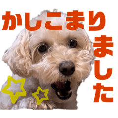 [LINEスタンプ] シュナプーのセナ3