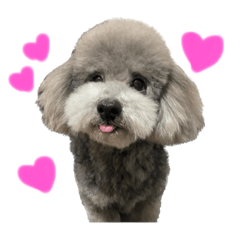 [LINEスタンプ] ガロ すたんぷ