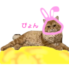 [LINEスタンプ] レオくんスタンプ！七夕バージョン