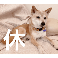 [LINEスタンプ] 春助のスタンプ①