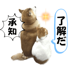[LINEスタンプ] 柴犬と猫⑥