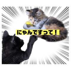 [LINEスタンプ] 三毛猫ラムと黒虎猫ジンのスタンプ 仔猫編の画像（メイン）