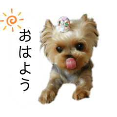 [LINEスタンプ] 愛犬のハナちゃん❤︎