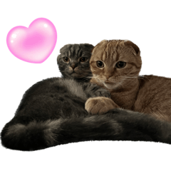 [LINEスタンプ] ふたりのねこすたんぷ2