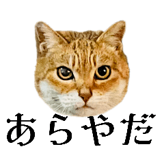 [LINEスタンプ] 日常会話で使える！猫吾郎スタンプ2