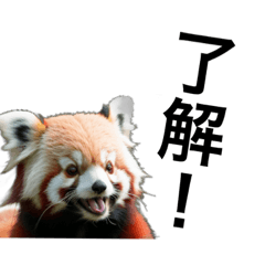 [LINEスタンプ] リアルなレッサーパンダで会話