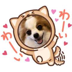 [LINEスタンプ] パピヨンのぴのちゃんのスタンプ12