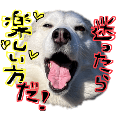 [LINEスタンプ] シベリアンハスキーかぼす