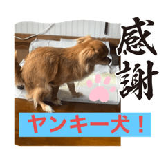 [LINEスタンプ] チワワです！かわいい！