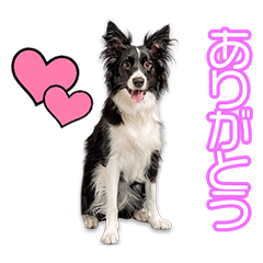 [LINEスタンプ] 吉村家のジュリーちゃん