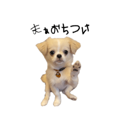 [LINEスタンプ] ペキチワのうりちゃんの画像（メイン）