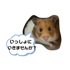 [LINEスタンプ] ハムハムすたんぷ❤️