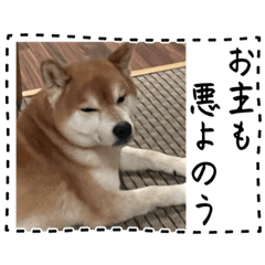 [LINEスタンプ] 柴犬キッド今日も行く6