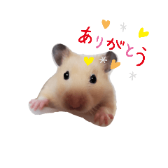 [LINEスタンプ] キンクマのきなこちゃんと仲間たち