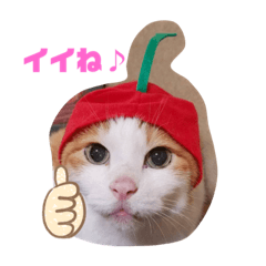 [LINEスタンプ] レインボーwhoにゃん