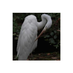 [LINEスタンプ] 美しい幻の野鳥写真グラビア撮影幸せな白鳥