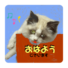 [LINEスタンプ] 猫ちゃんの日常癒される毎日♯3