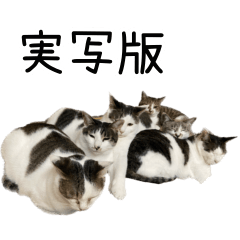 [LINEスタンプ] 《実写版》ゆる猫の日常あいさつ