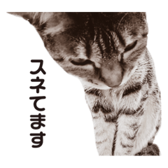 [LINEスタンプ] 会話に参加する猫のスタンプ