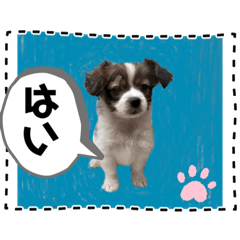 [LINEスタンプ] わんちゃんの毎日癒される♯1