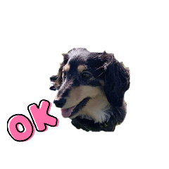 [LINEスタンプ] 愛犬えいとくんの画像（メイン）