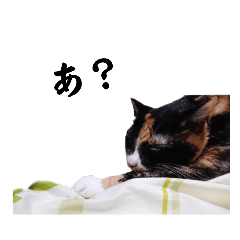 [LINEスタンプ] うちの大黒柱