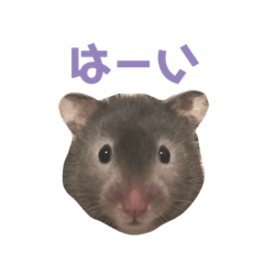 [LINEスタンプ] ゴールデンハムスターのふじちゃんスタンプ