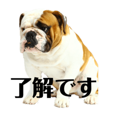 [LINEスタンプ] ブルドッグぶぅた