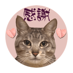 [LINEスタンプ] 毎日使える♡ムギとこめのネコ猫ニャー♡