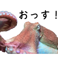 [LINEスタンプ] 水族館の仲間たち！