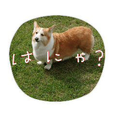 [LINEスタンプ] 夏だよ！ゆめちゃん