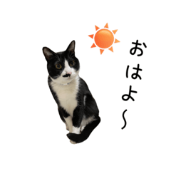 [LINEスタンプ] うちのハチワレふちどり