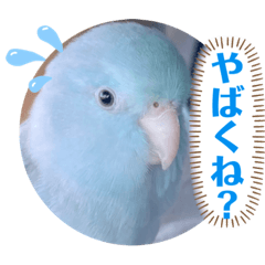 [LINEスタンプ] マメルリハ達10