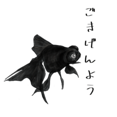 [LINEスタンプ] 黒金魚の定型文