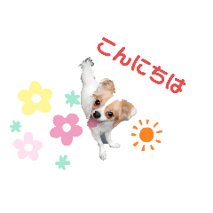 [LINEスタンプ] oremimiチワワんこ