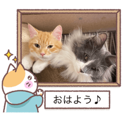 [LINEスタンプ] ねこねこぴのこ6