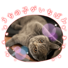 [LINEスタンプ] シェリーにゃんver2
