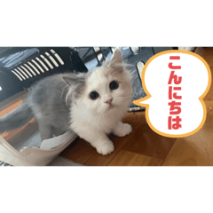 [LINEスタンプ] もっちゃみスタンプ