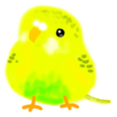 [LINEスタンプ] インコのピーちゃん僕のアイドル！スタンプ