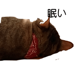 [LINEスタンプ] 顔が腹立つ猫2