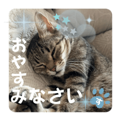 [LINEスタンプ] わが家のぬこさん9（親戚ぬこさんも一緒）の画像（メイン）