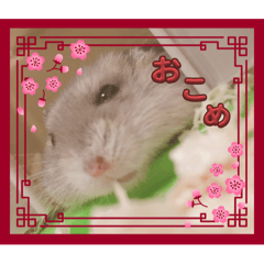 [LINEスタンプ] ブルーサファイアのおこめちゃん