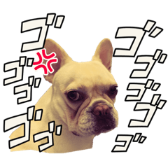 [LINEスタンプ] frenchie_mugi #06