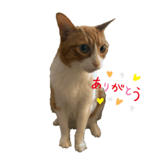 [LINEスタンプ] にこじろう3