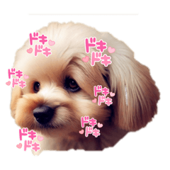 [LINEスタンプ] 可愛い犬cute dog