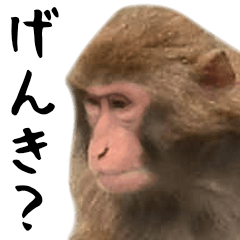 [LINEスタンプ] お猿のBIGスタンプの画像（メイン）