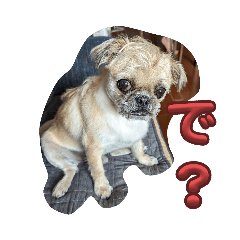 [LINEスタンプ] パグズーのちょび